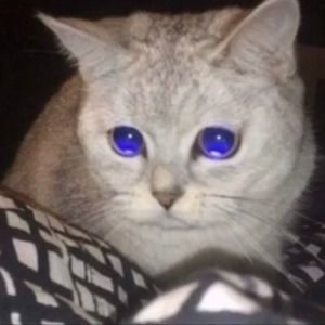 Meet your Posher, Gray